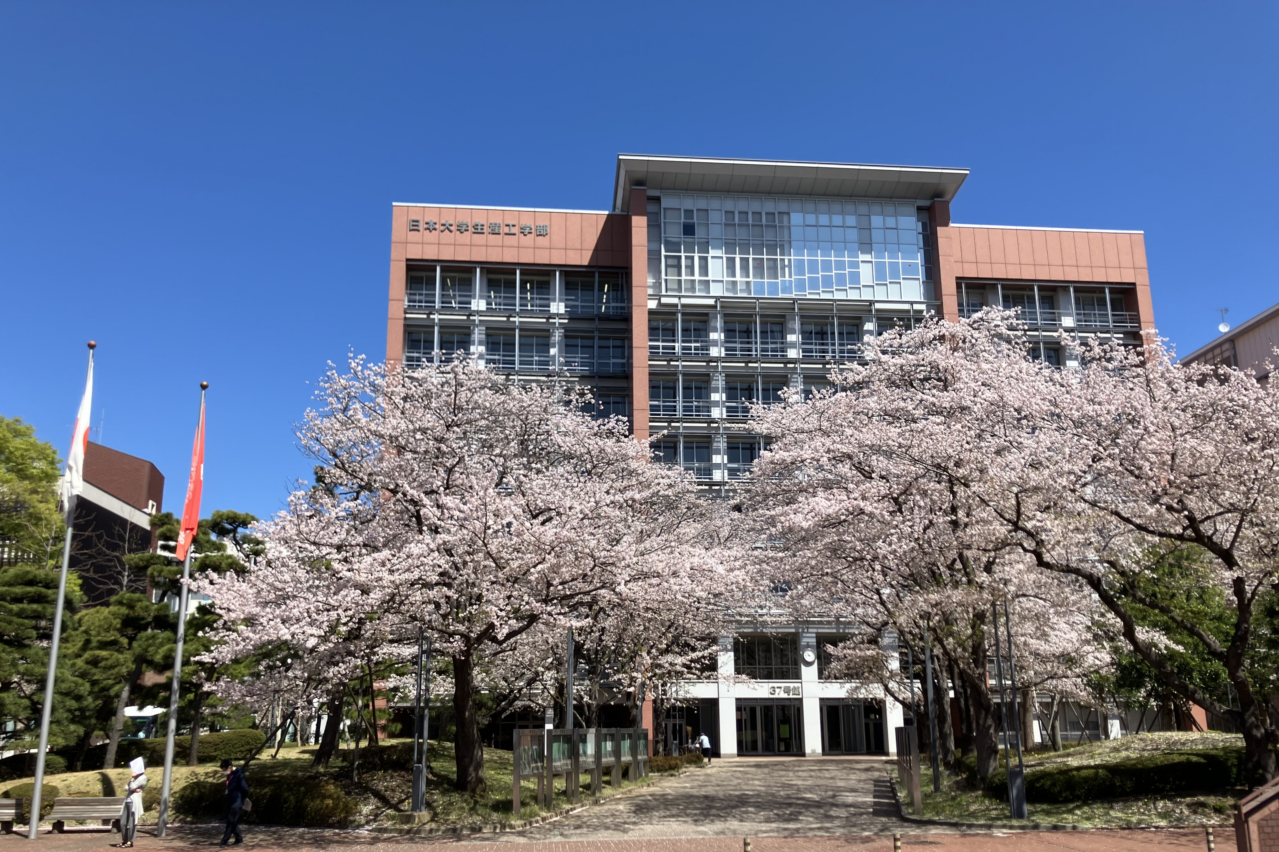 桜舞う津田沼キャンパス正門より